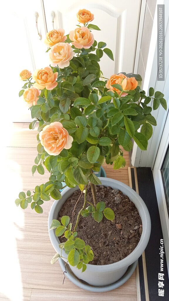 一树橙色玫瑰花