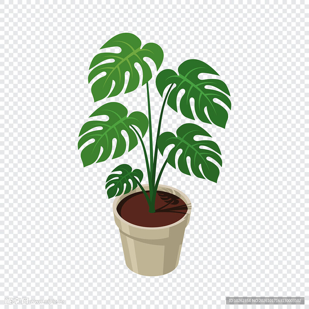 手绘龟背竹盆栽
