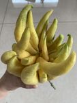 新鲜佛手果实拍