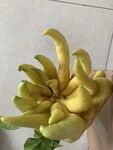新鲜佛手柑