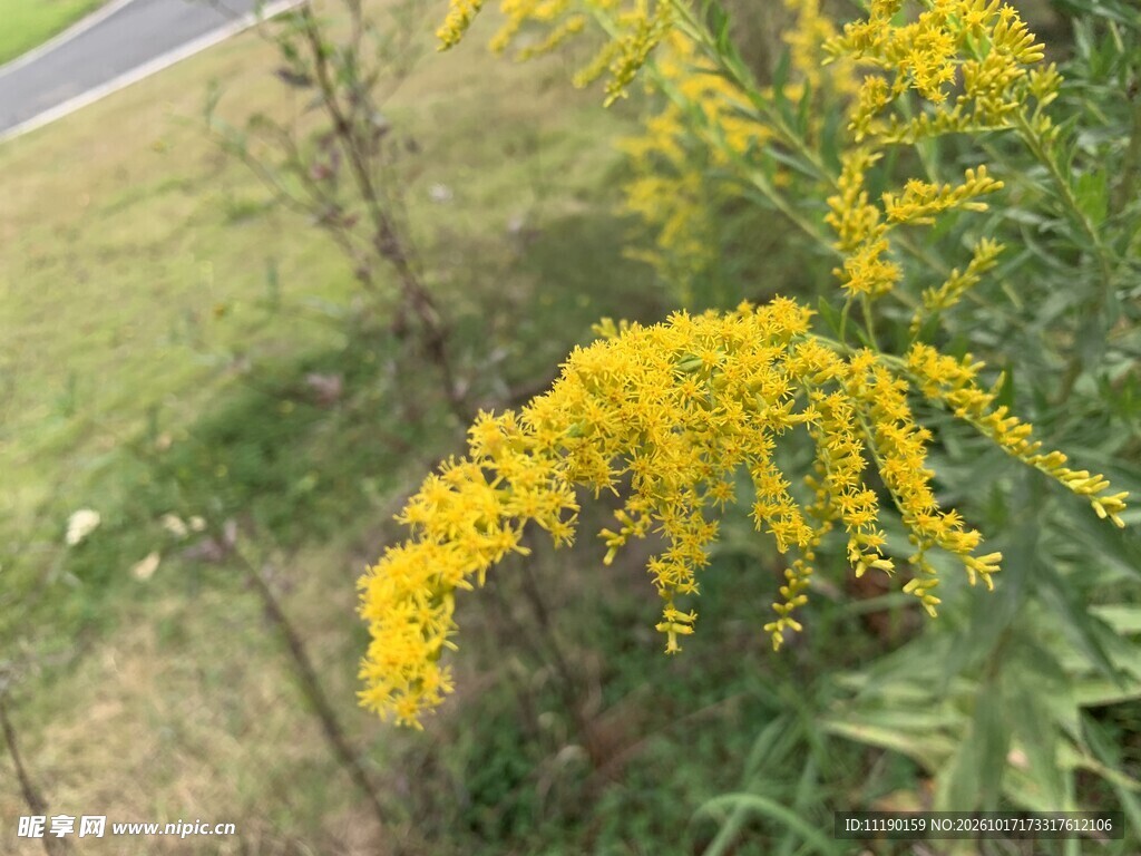 一枝黄