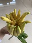 佛手柑鲜果特写