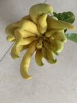 新鲜佛手果实拍