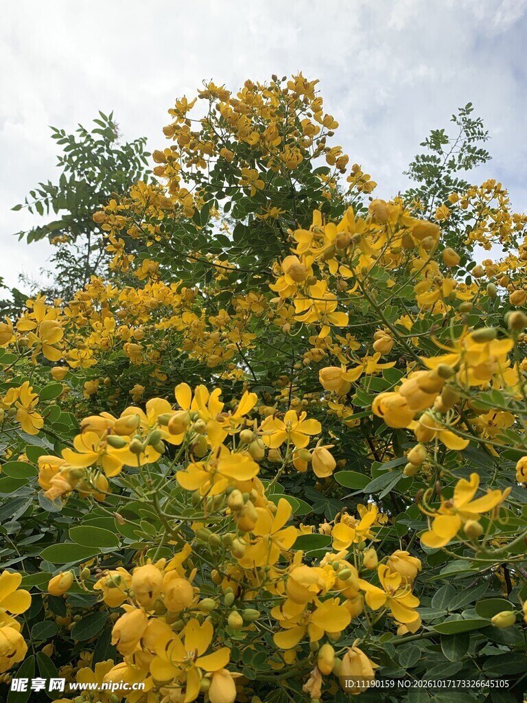 黄色花簇