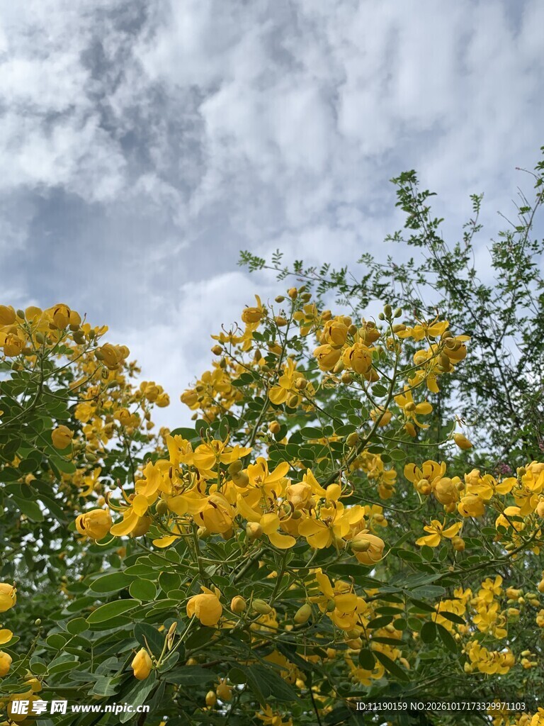 一片黄花