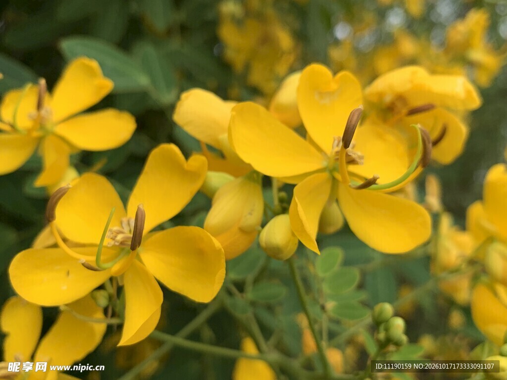 黄色花特写