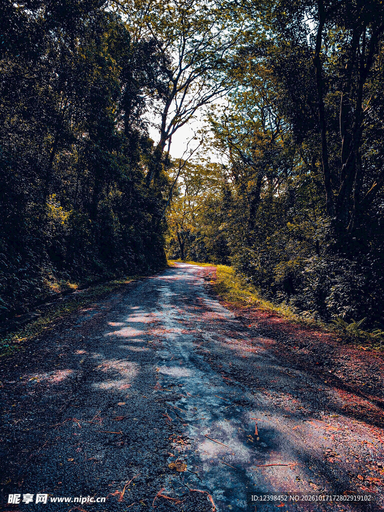 林间小路光影风景