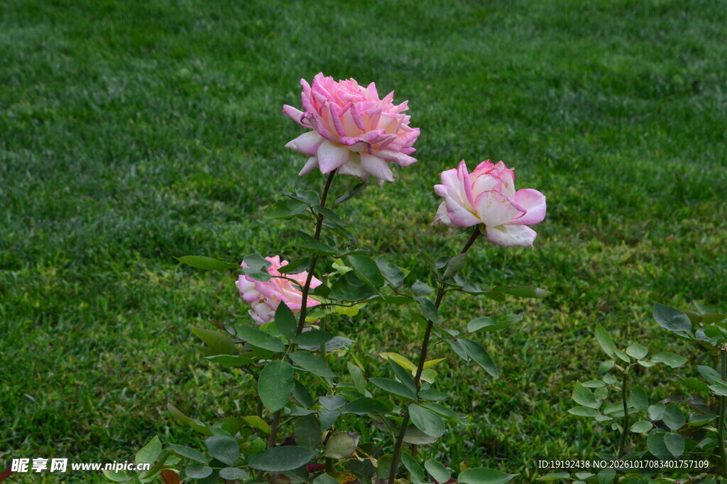 月季花