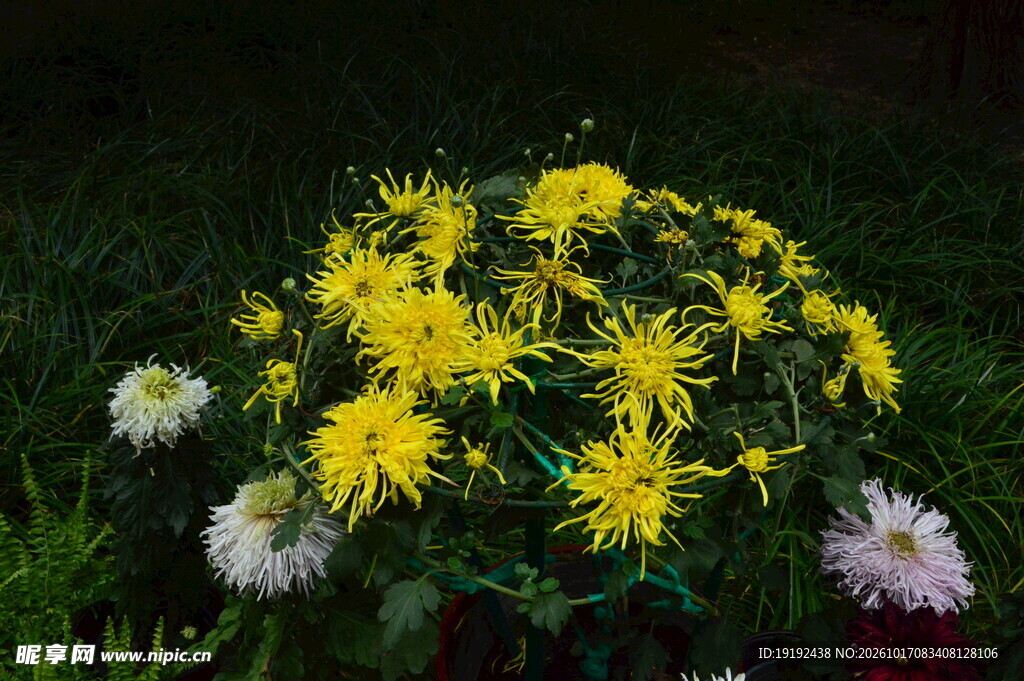 菊花 