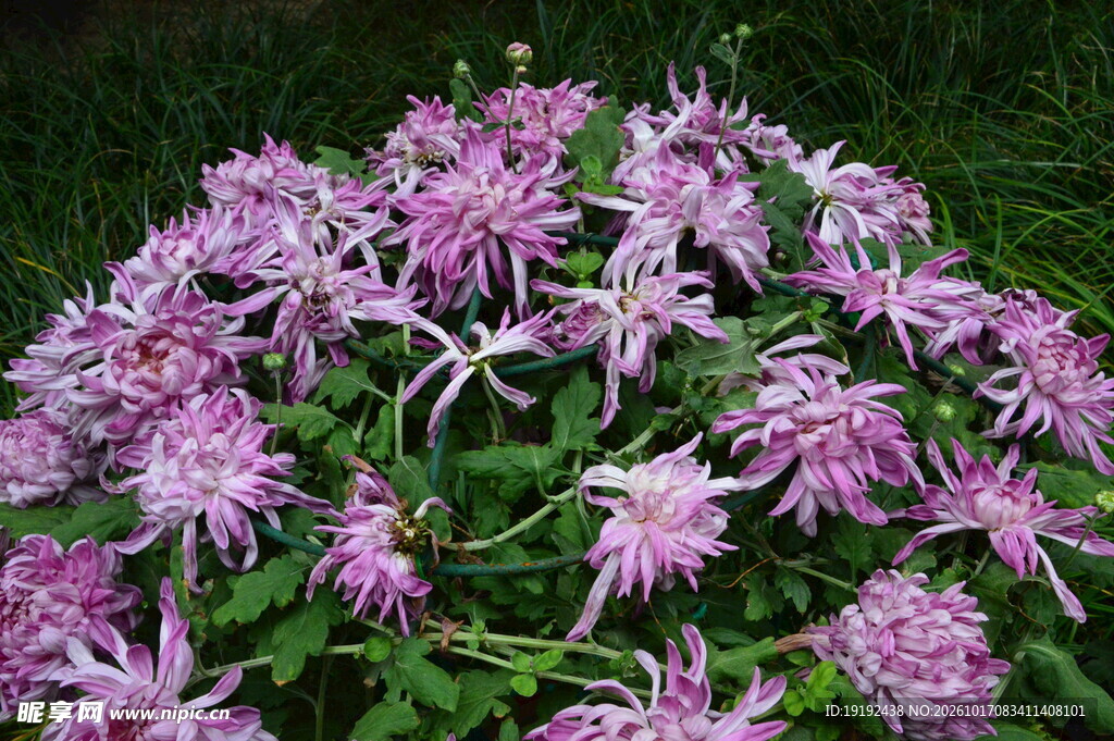 菊花 