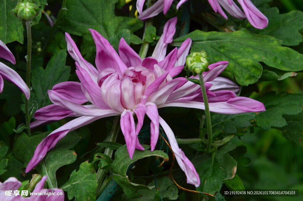 菊花