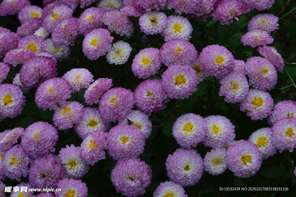 菊花 