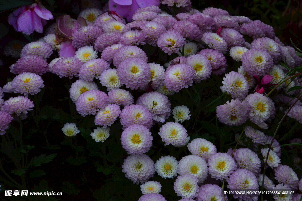 菊花