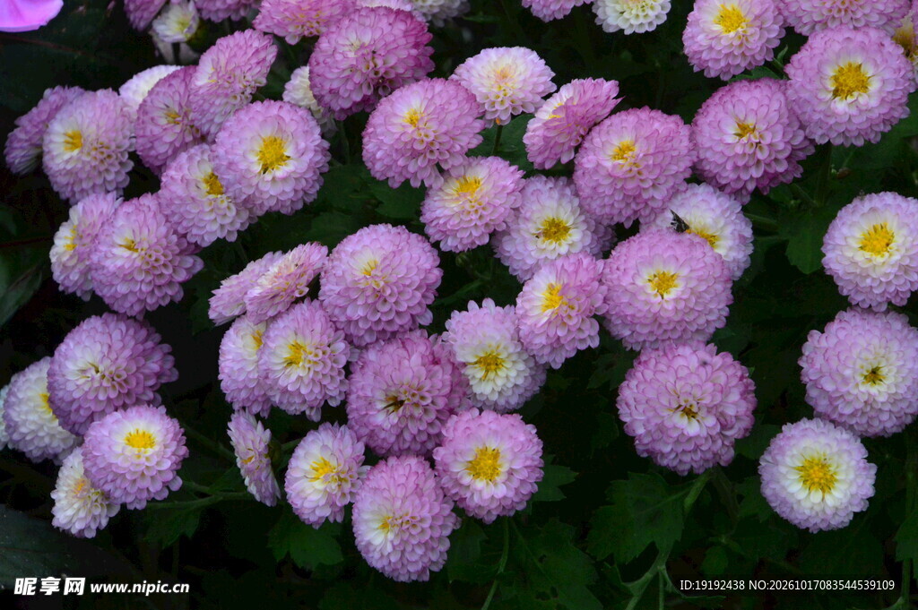 菊花 