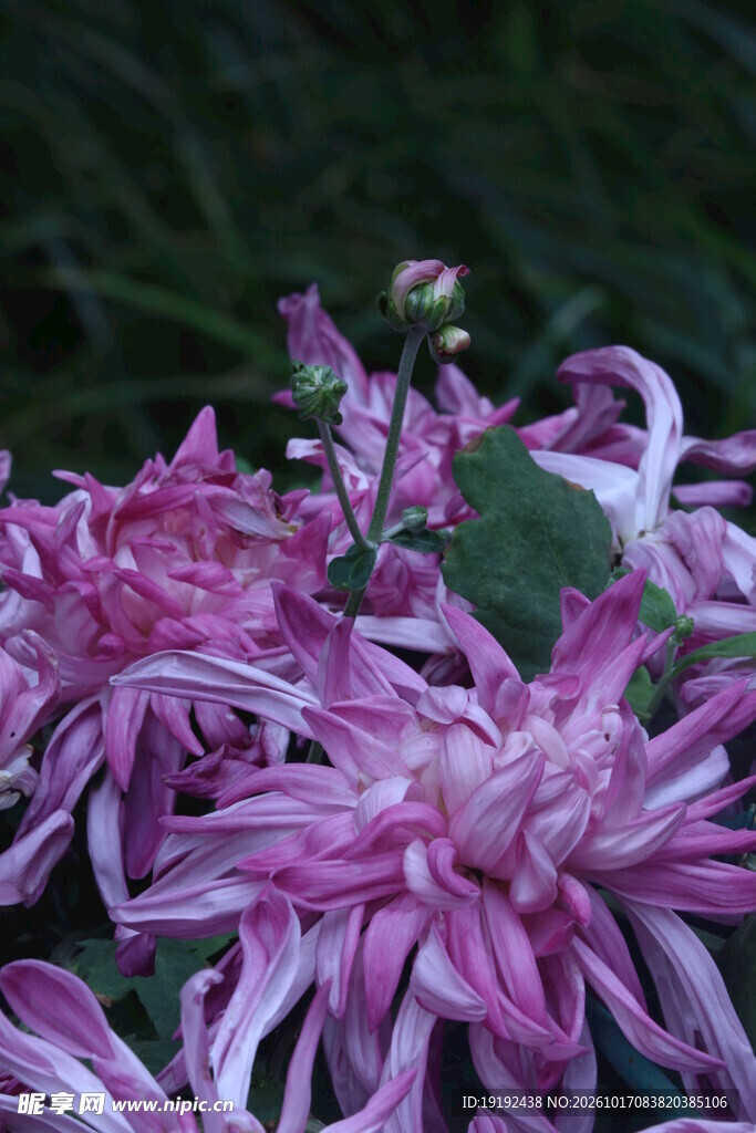 菊花