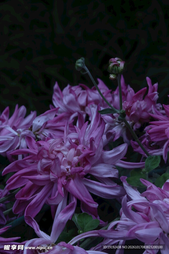 菊花 