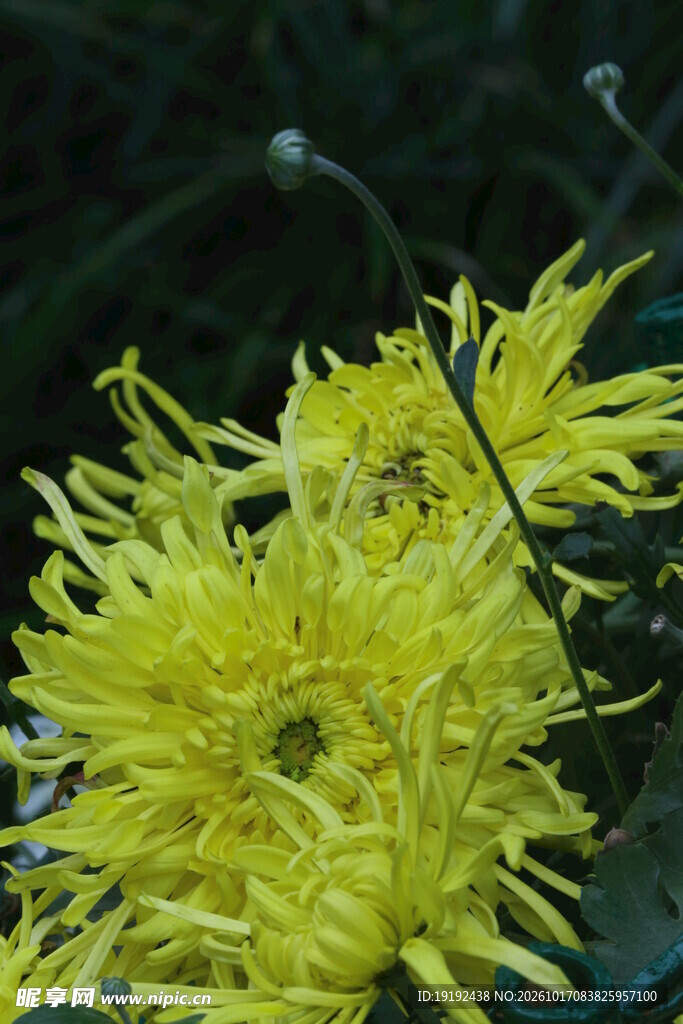 菊花