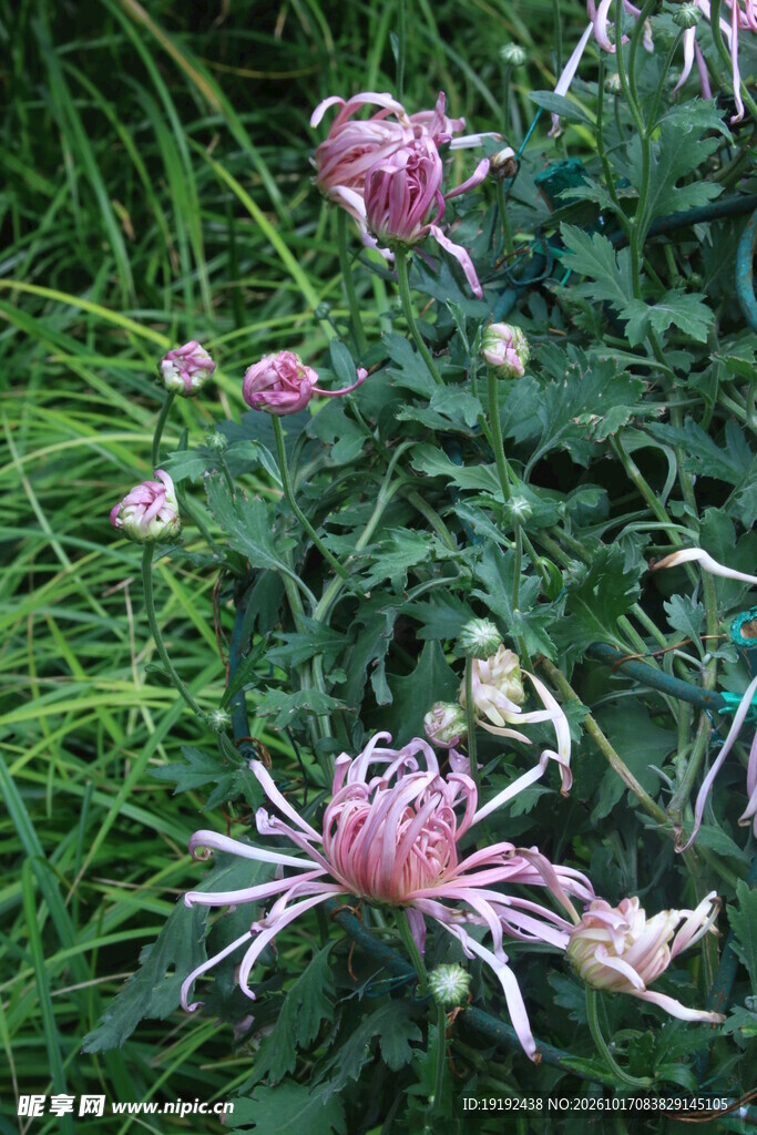 菊花