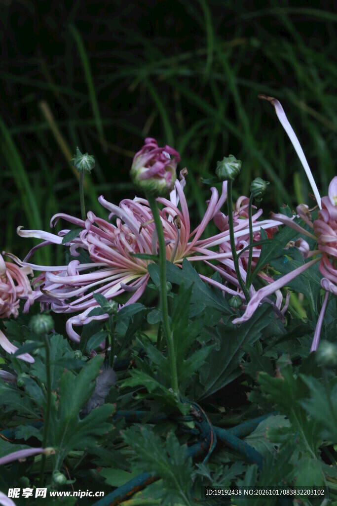 菊花 