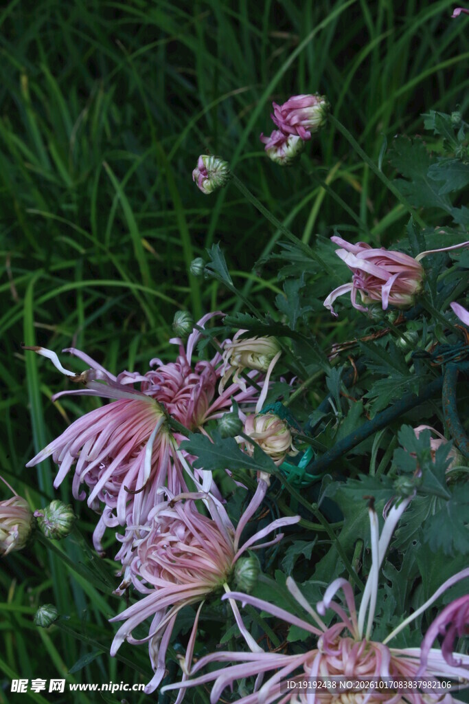 菊花
