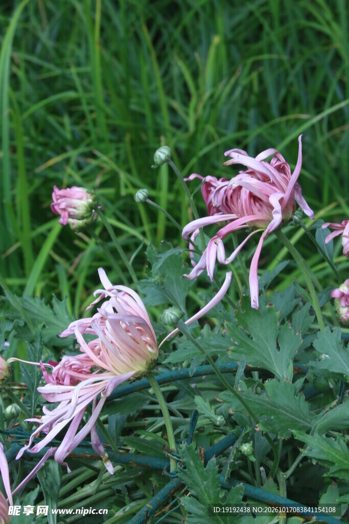 菊花 