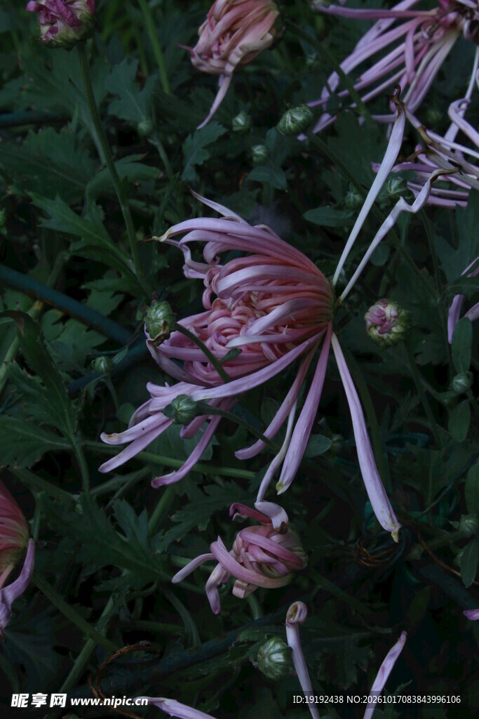 菊花 