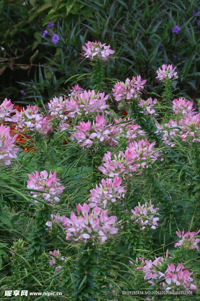 醉蝶花 
