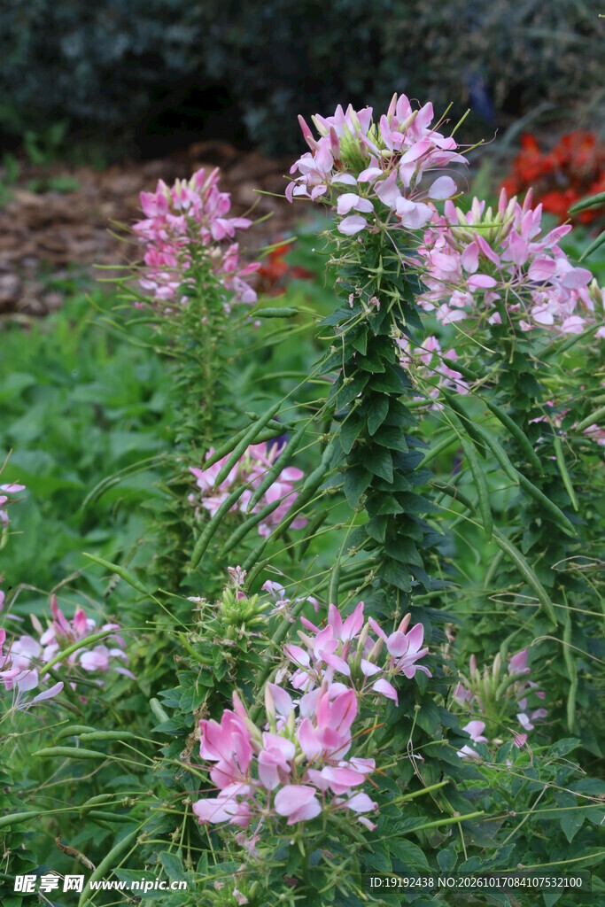 醉蝶花 