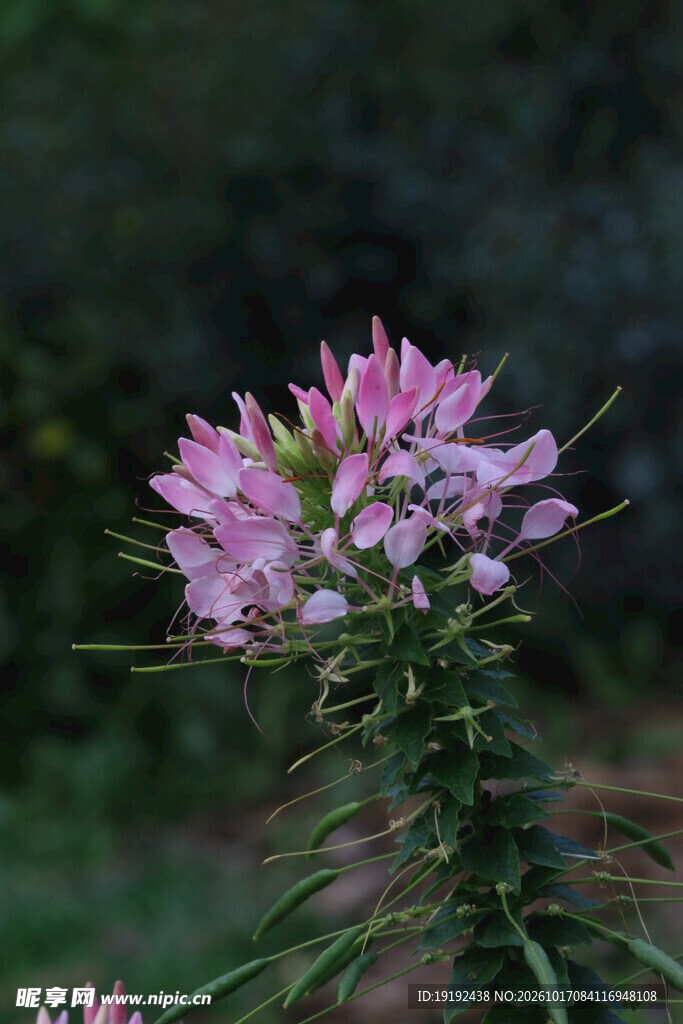 醉蝶花 