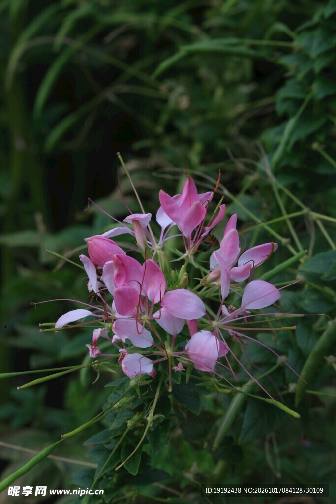 醉蝶花
