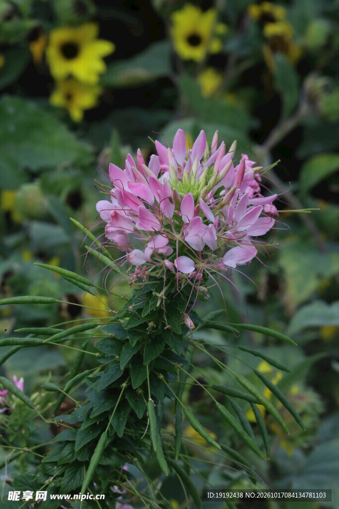 醉蝶花 