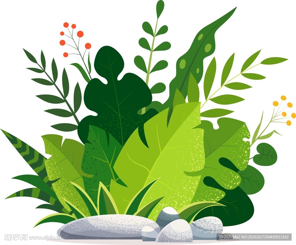 热带叶和花的植物学插图
