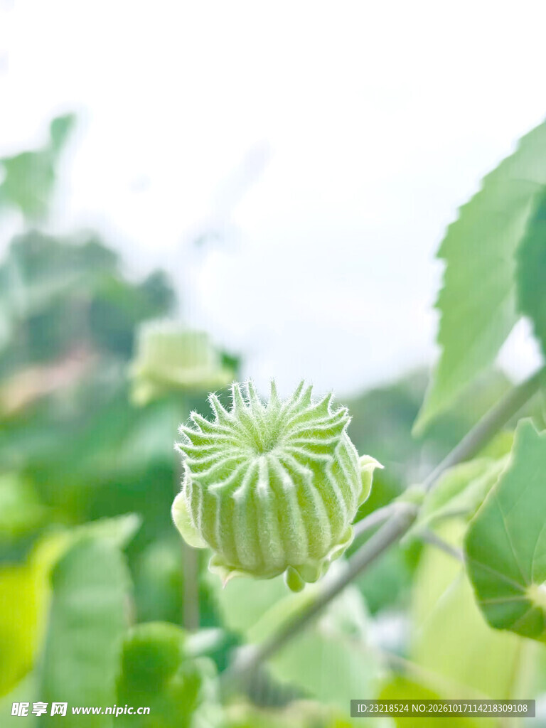 苘麻
