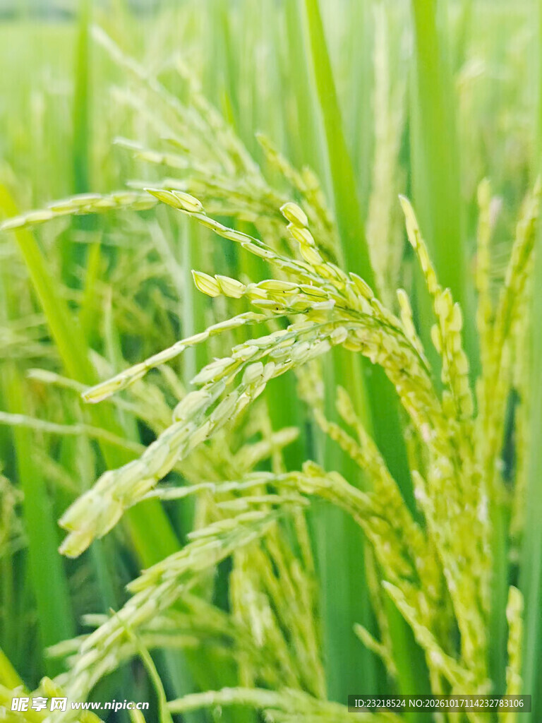 稻穗