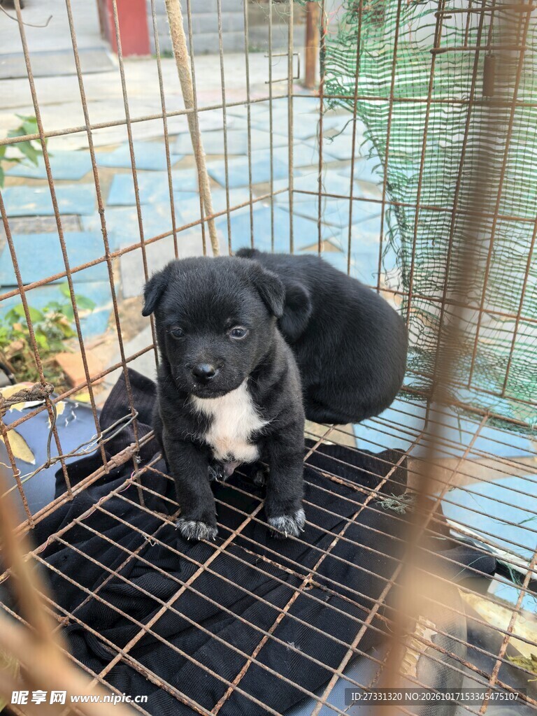 笼中可爱小黑奶狗