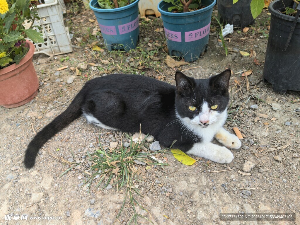 庭院休憩的黑白小猫