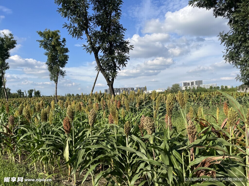 蓝天白云下的高粱田