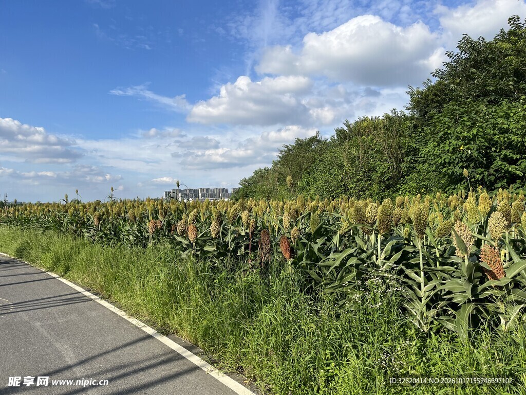 乡野田间公路风光