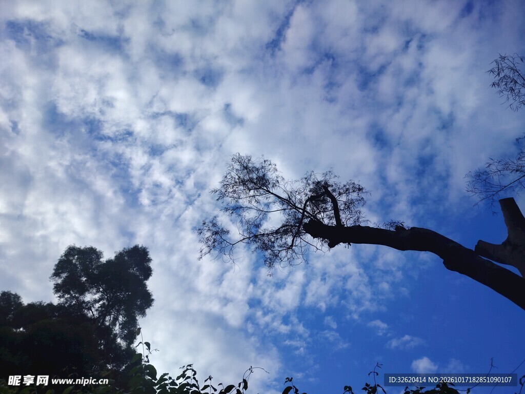 蓝天云下树影剪影