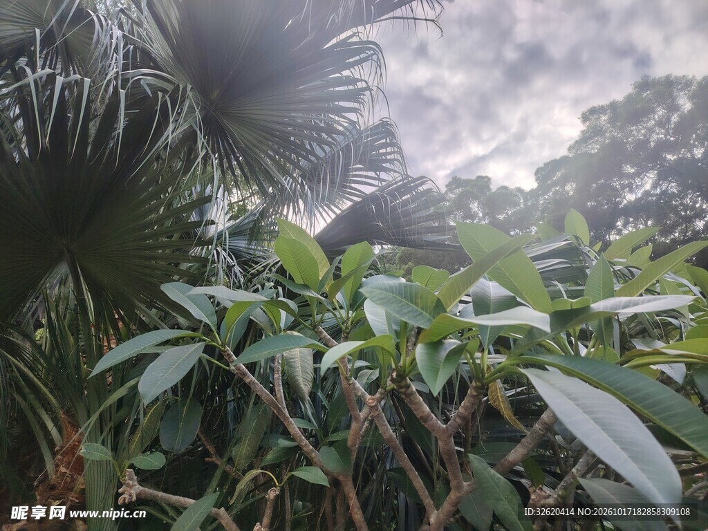 阴天野外绿植风光