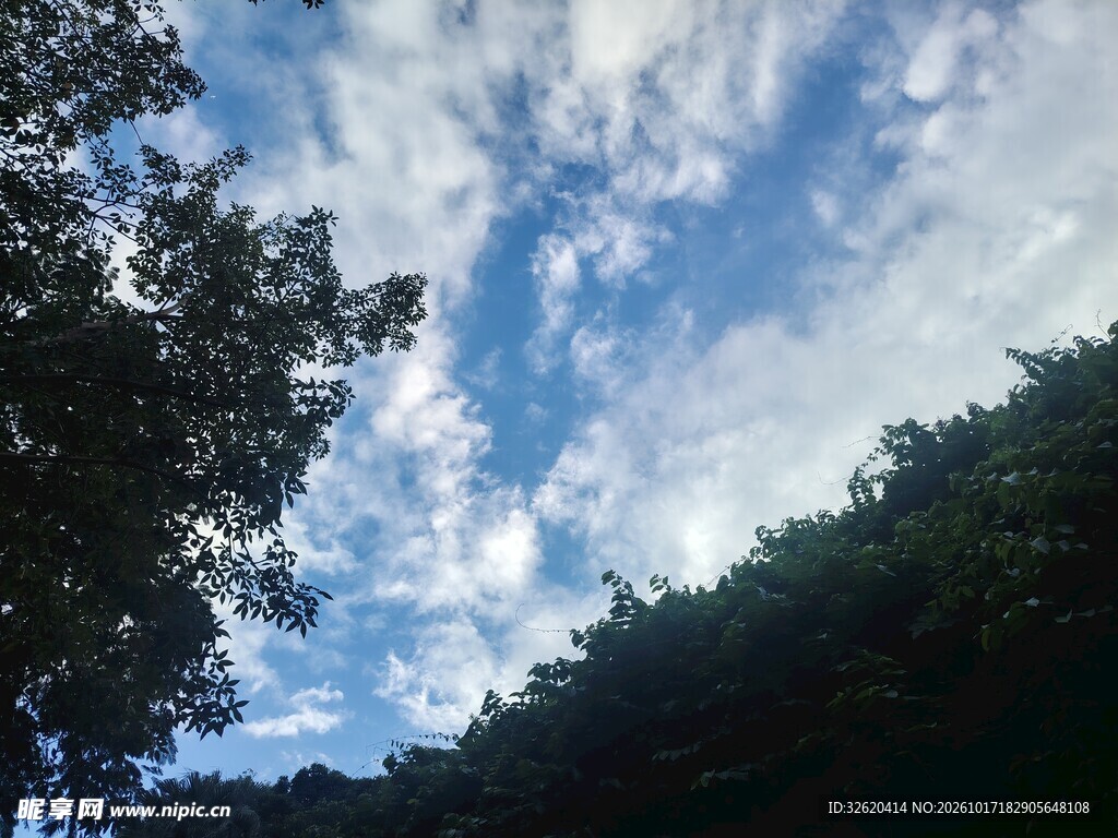 树影间的蓝天白云