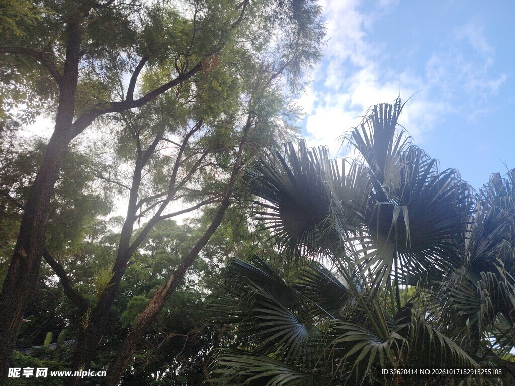 林间晴日自然风景