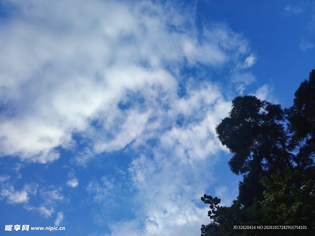 蓝天流云树影