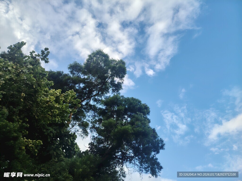 晴日蓝天与绿树