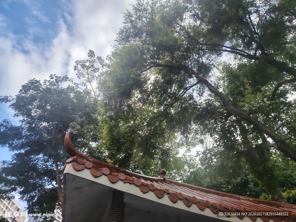 中式飞檐林间晴景
