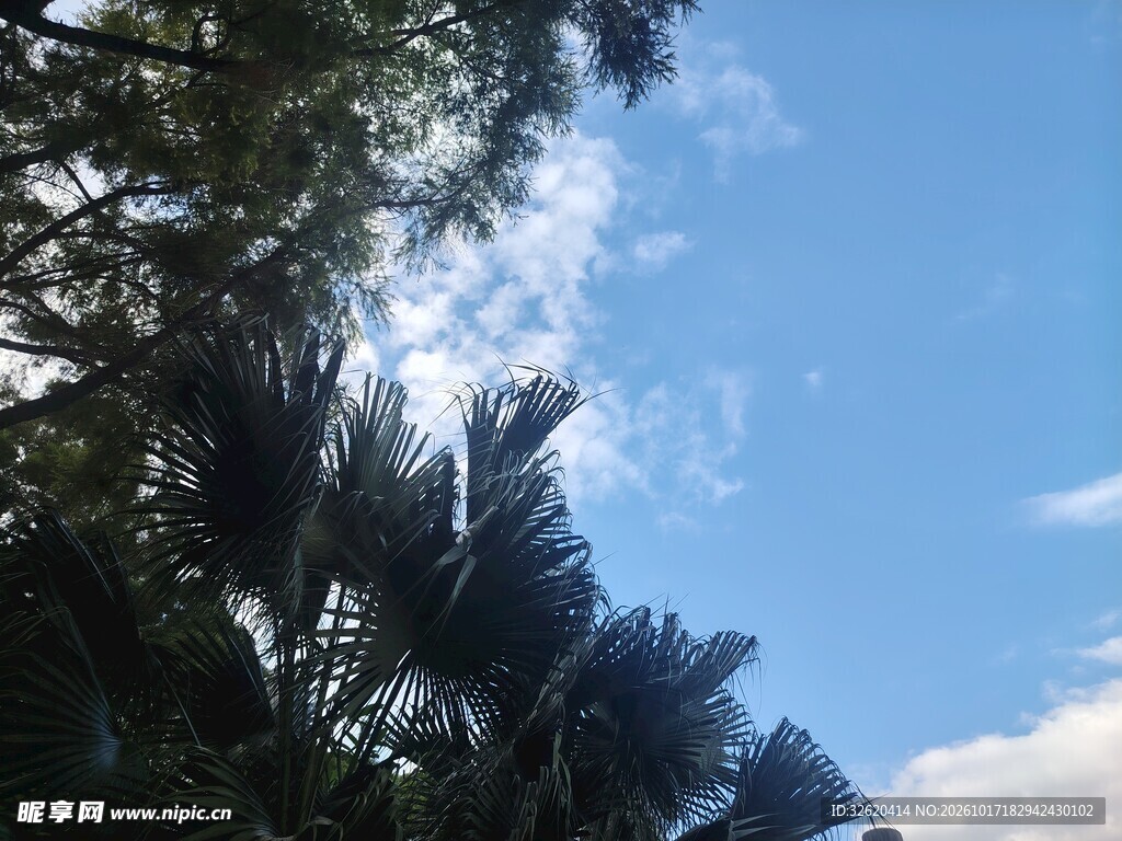 晴空下的绿树蓝天