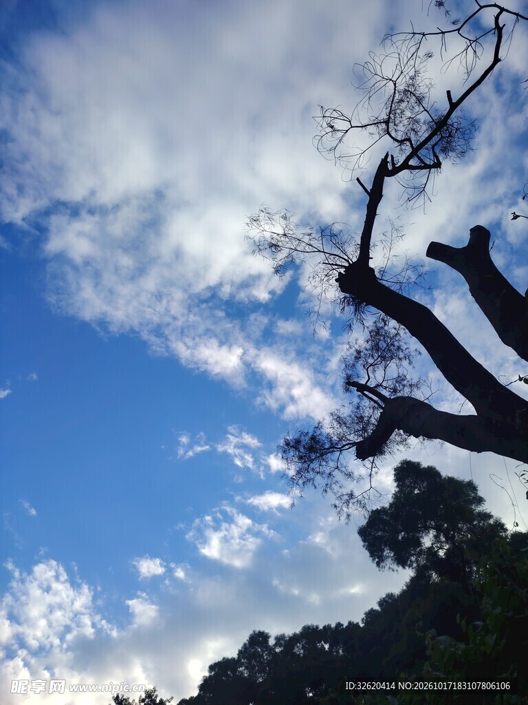 晴空下的树枝剪影