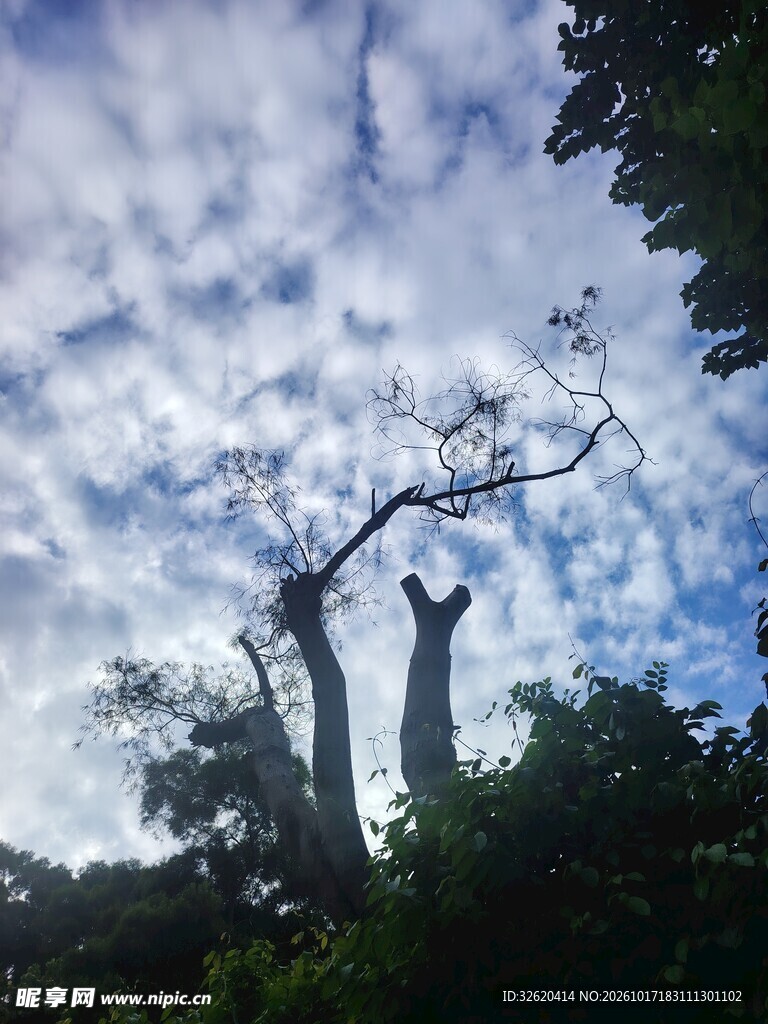 云天下树木剪影