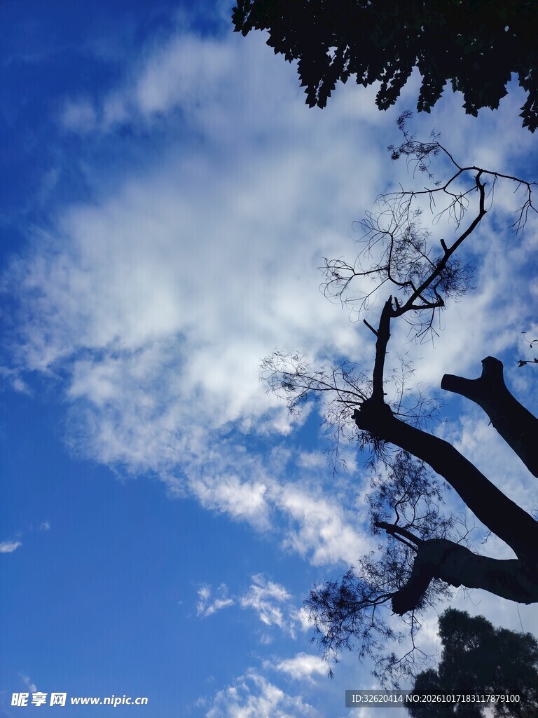 蓝天下的树枝剪影