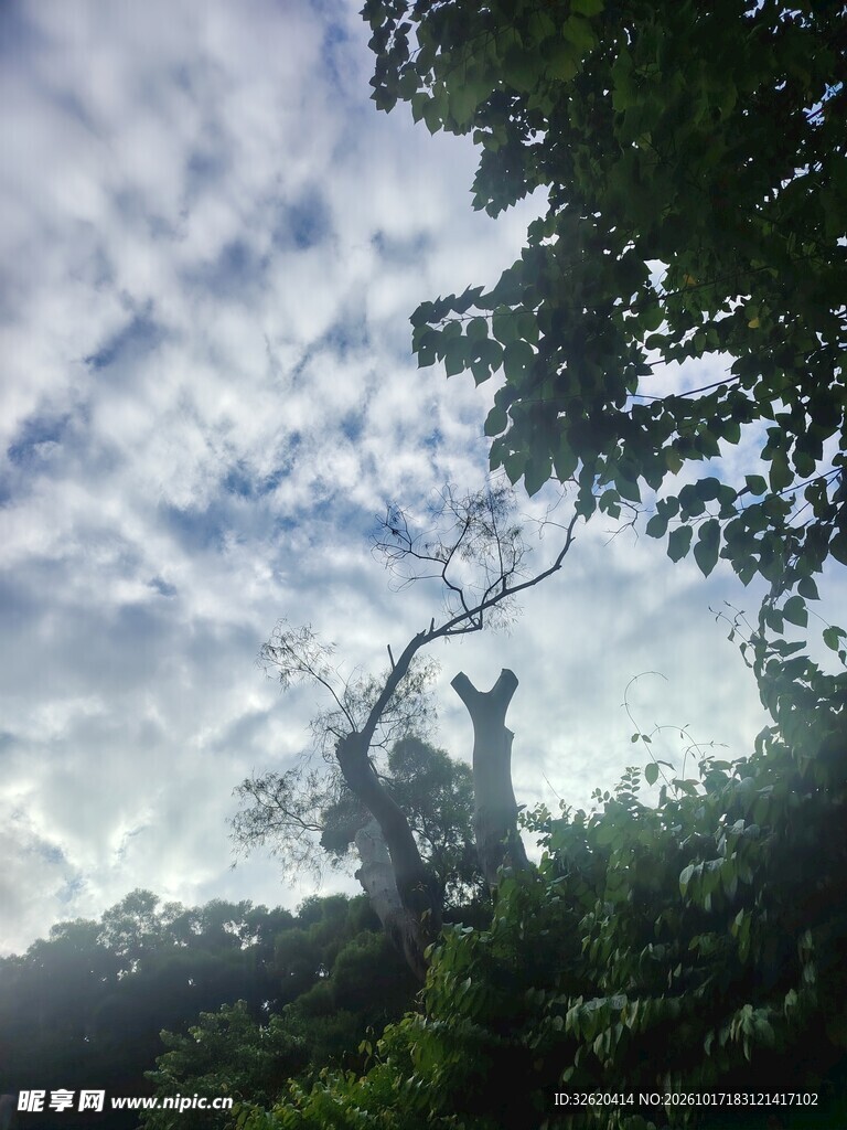 多云天空与林间树影
